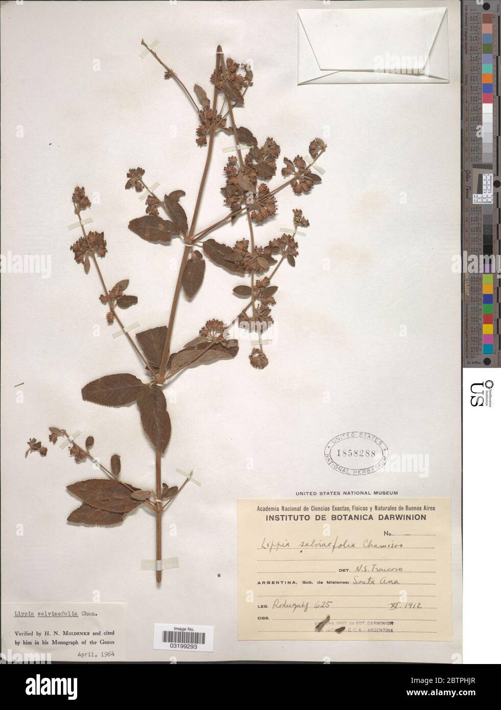Lippia salviifolia Cham. Stock Photo