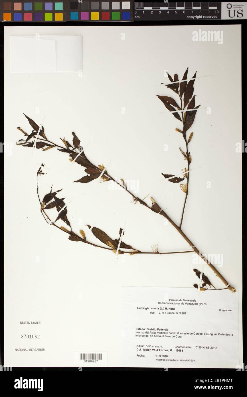 Ludwigia erecta L H Hara. Stock Photo