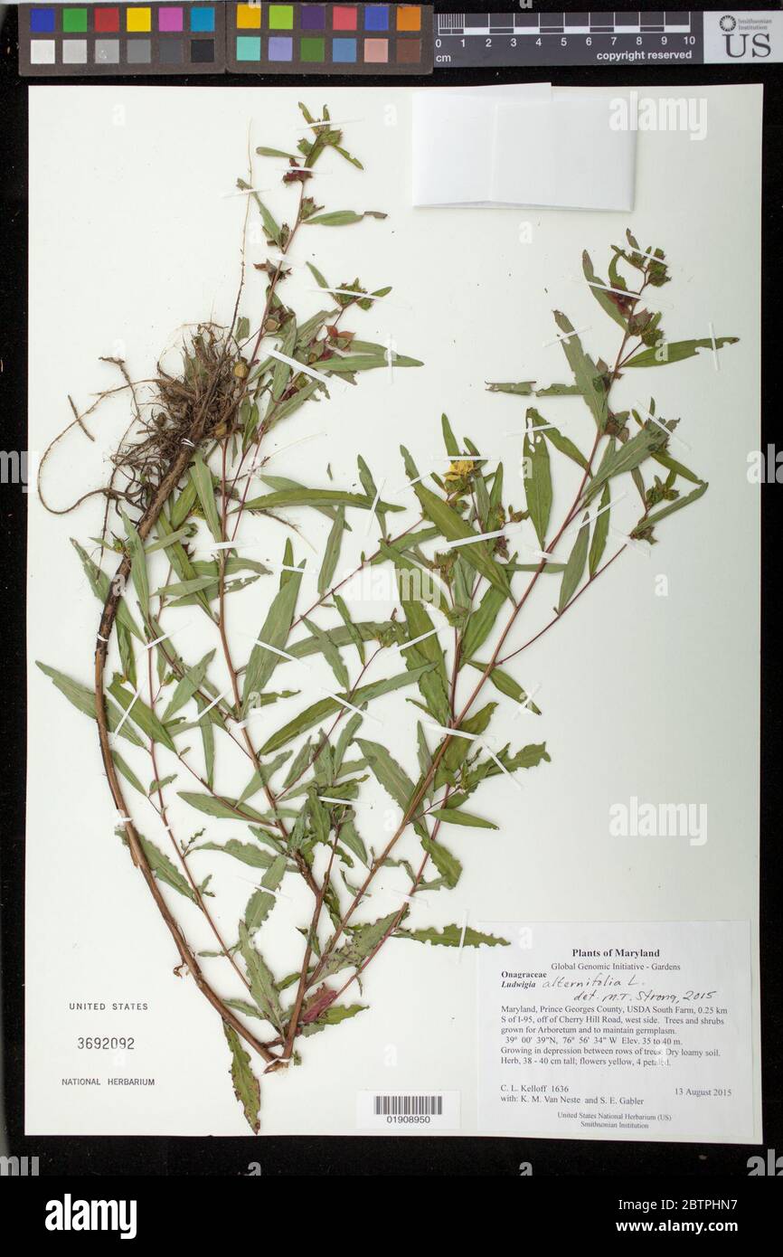 Ludwigia alternifolia L. Stock Photo