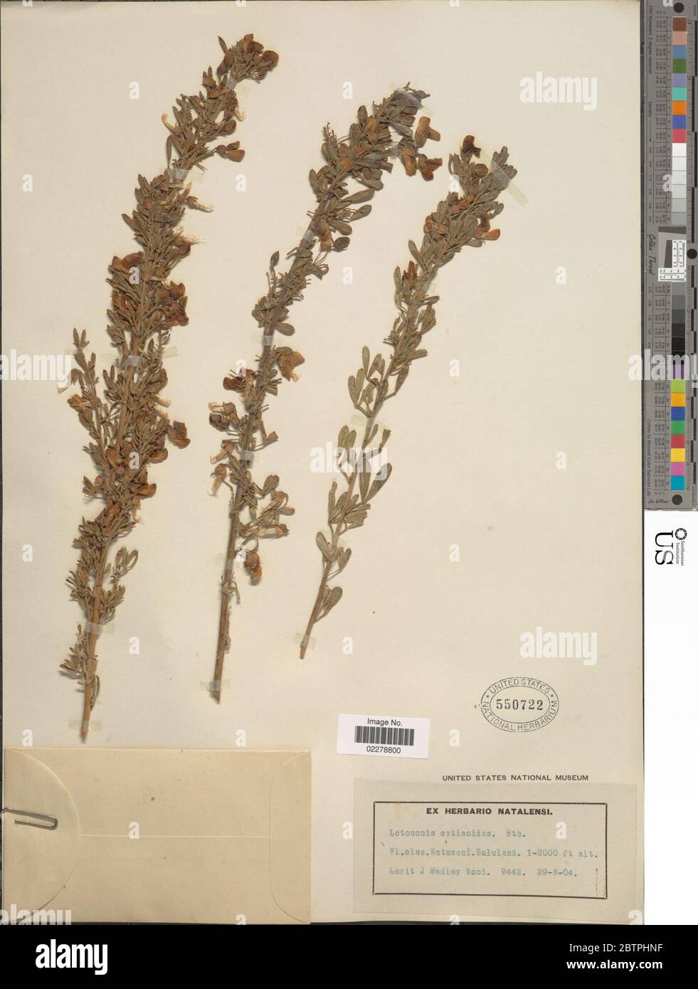 Lotononis cytisoides Benth. Stock Photo