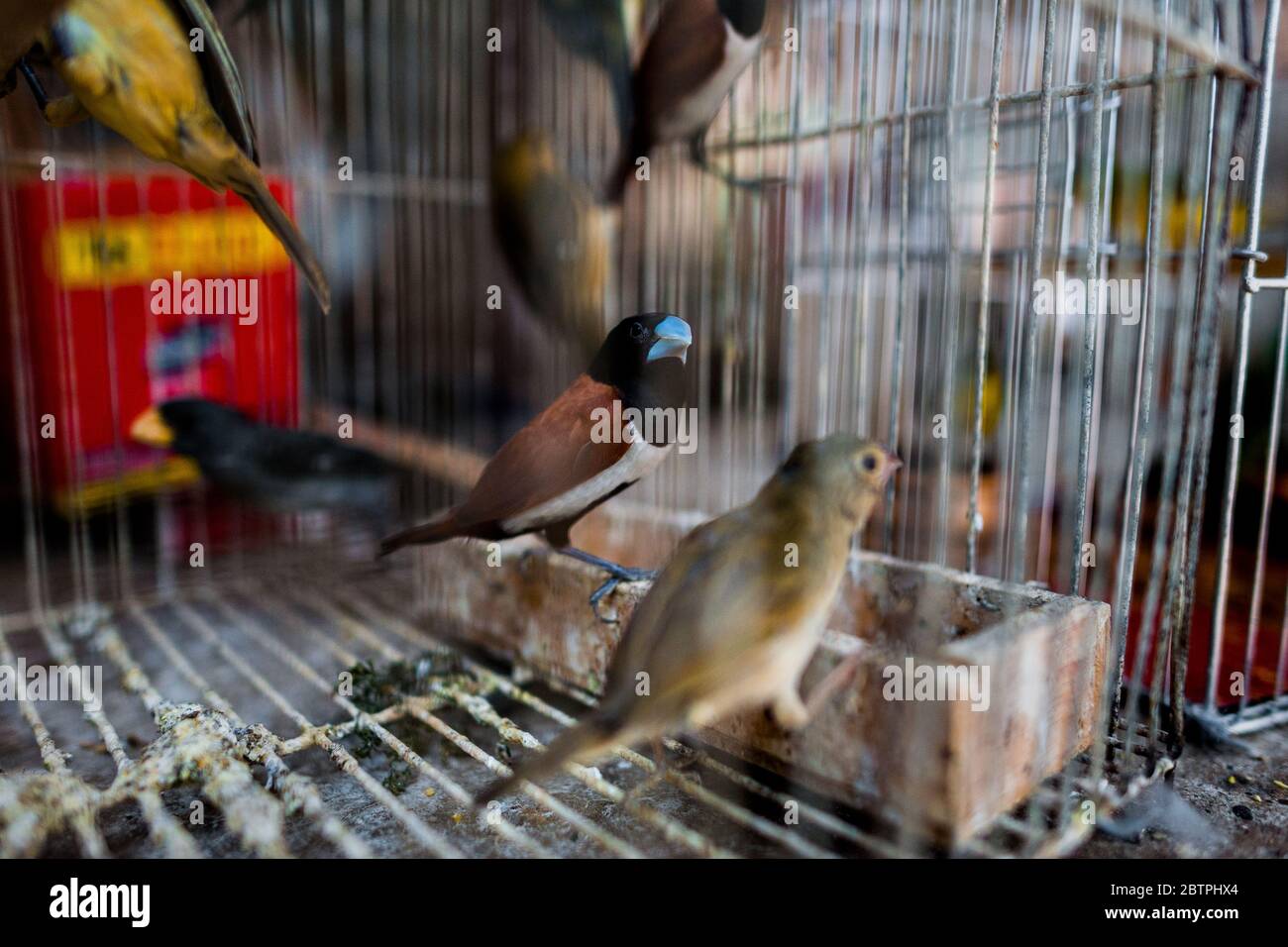 Captured birds (tricoloured munias and wild canaries) are seen inside a birdcage in the bird market in Cartagena, Colombia. Stock Photo