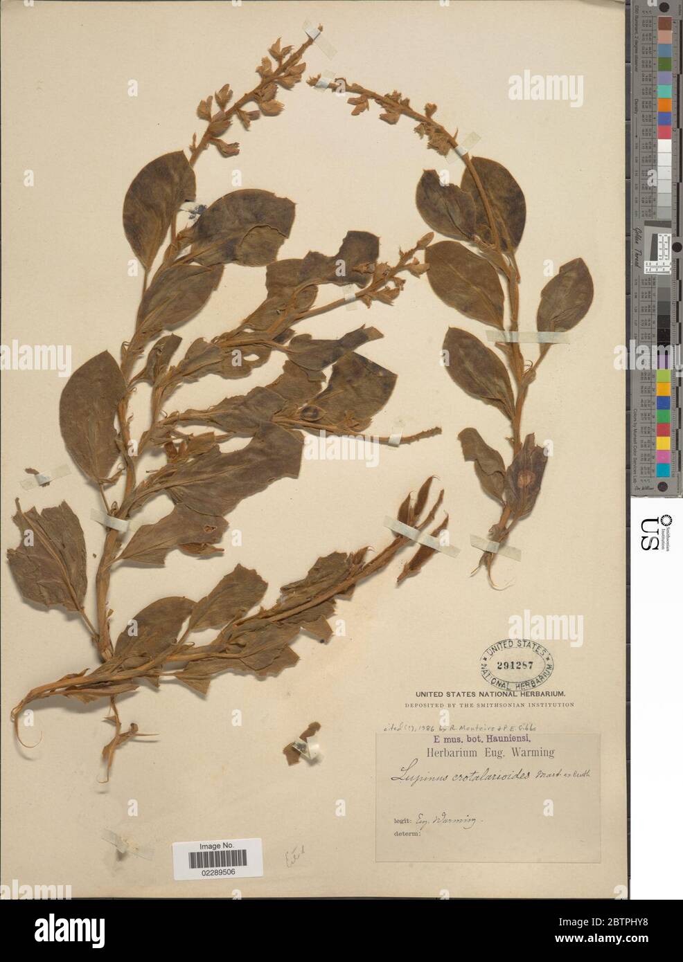 Lupinus crotalarioides Benth. Stock Photo