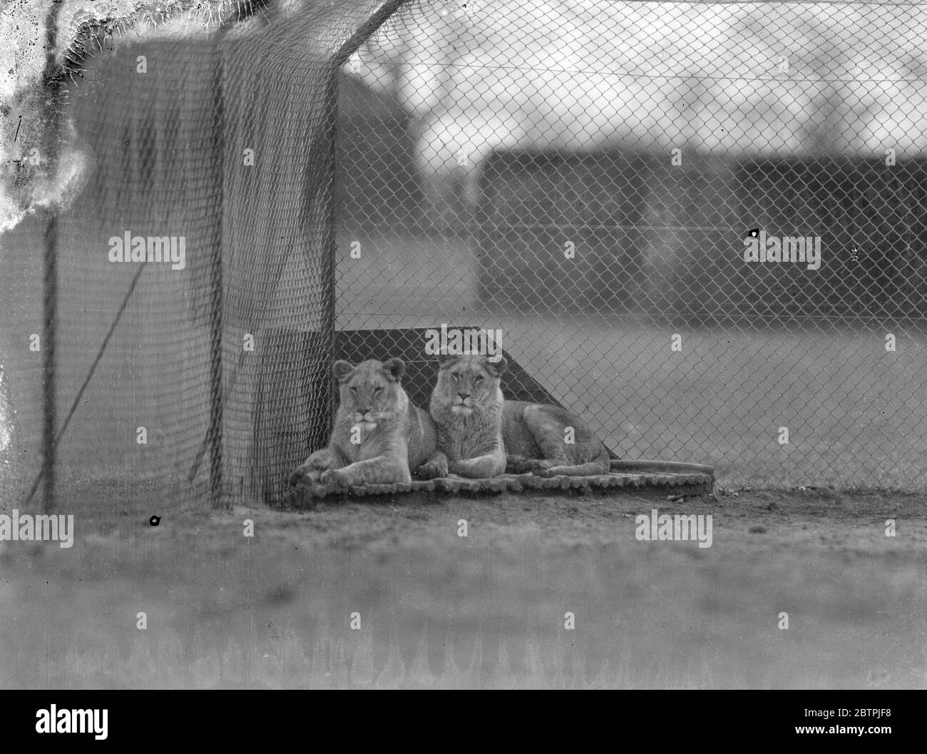 Two lions . April 1934 Stock Photo