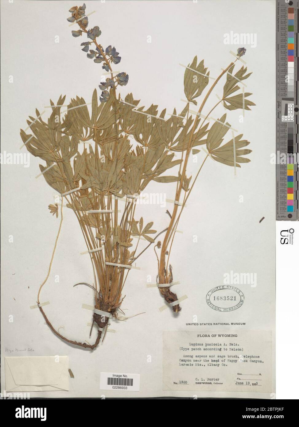 Lupinus polyphyllus var humicola A Nelson Barneby. Stock Photo