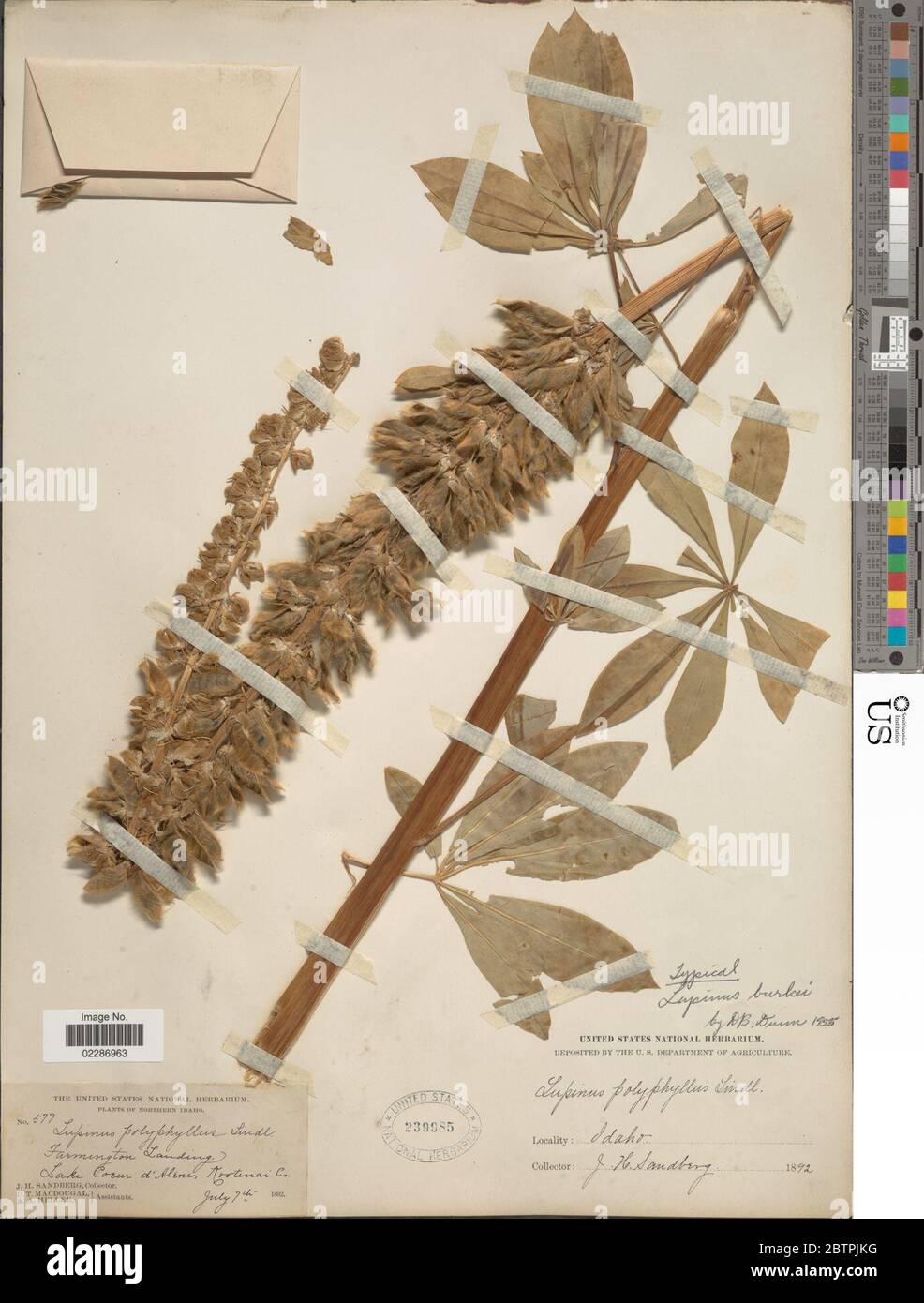Lupinus polyphyllus var burkei S Watson CL Hitchc. Stock Photo