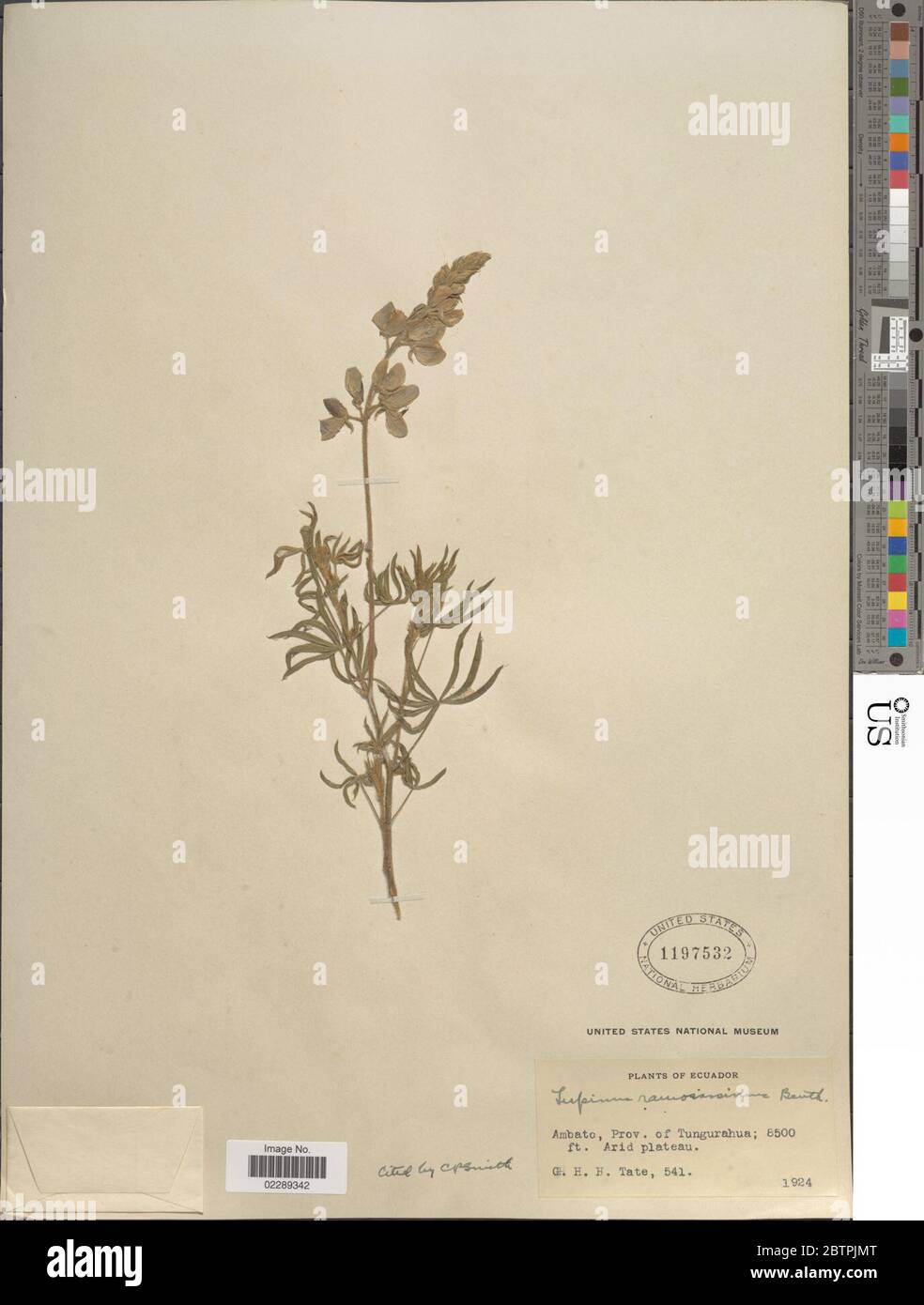 Lupinus ramosissimus. Stock Photo
