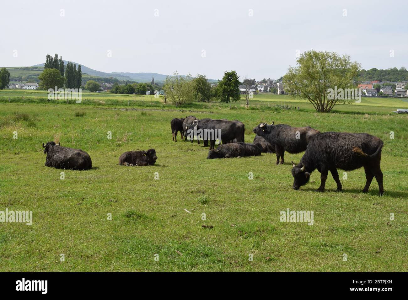 buffalo herd Stock Photo
