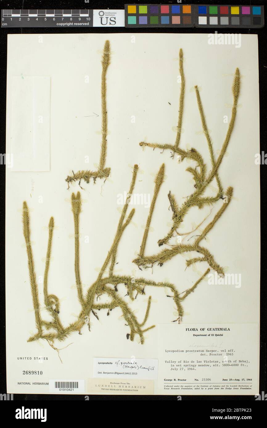 Lycopodiella cf prostrata RM Harper Cranfill. Stock Photo