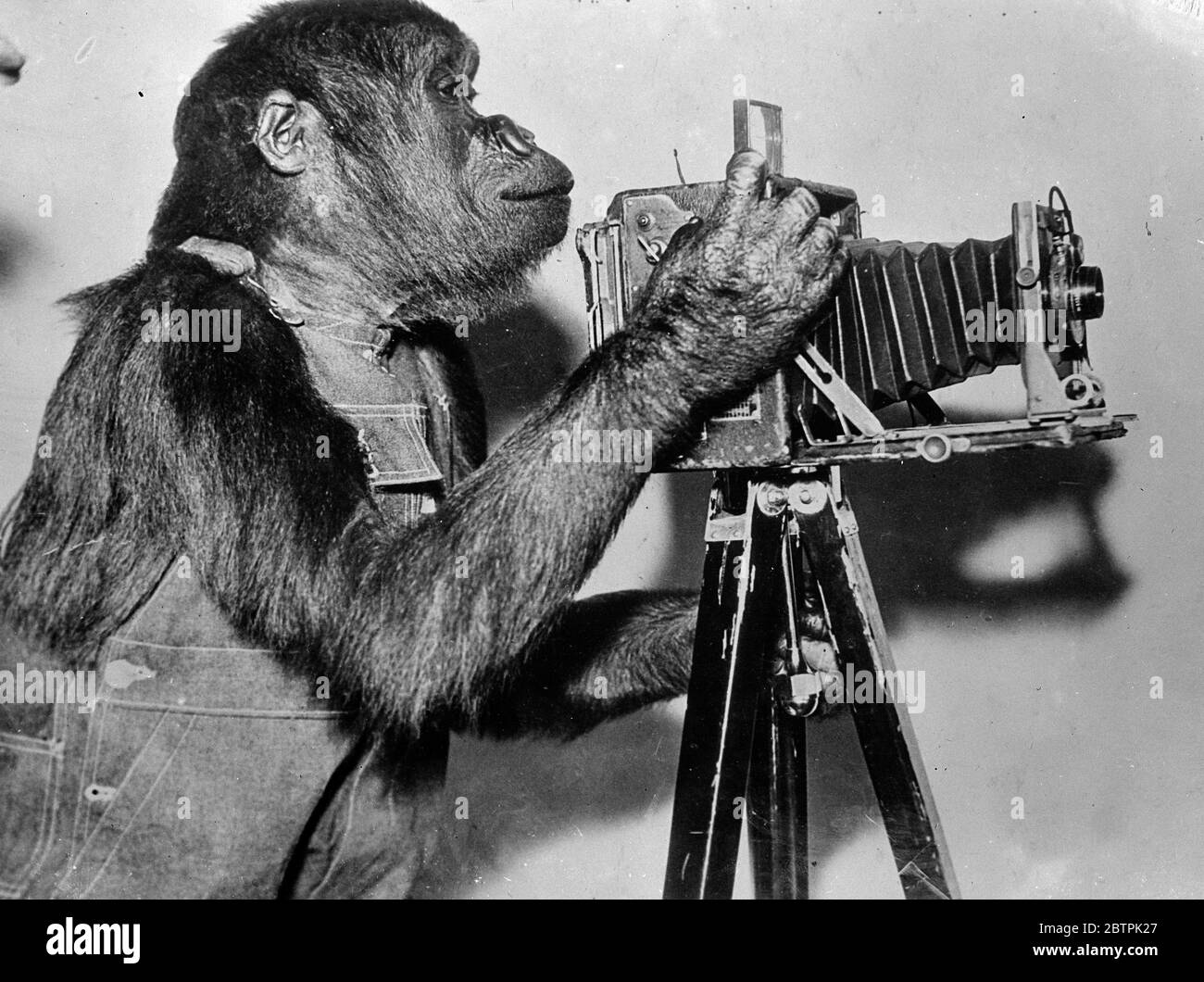 Gorilla takes up photography . Yennah , a gorilla in the St Louis Zoo , USA , is developing a new hobby , photography . So far , her efforts have resulted in three broken camera ' s ! . Photo shows , Yonnah and her camera . Stock Photo