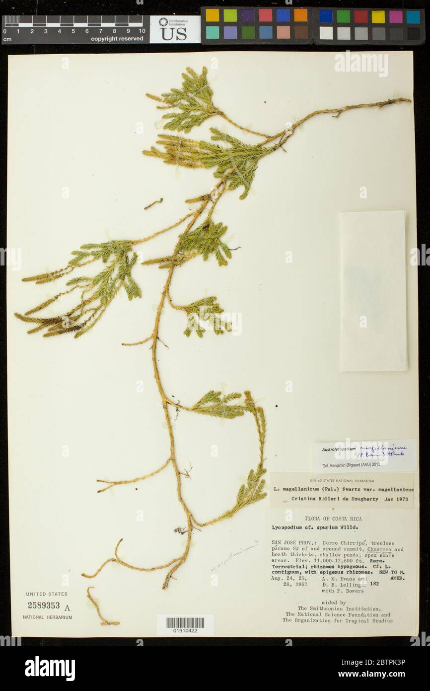 Lycopodium magellanicum P Beauv Sw. Stock Photo