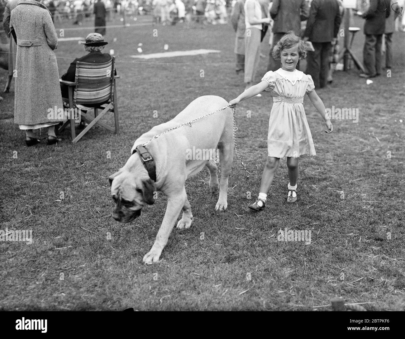 Richmond championship dog show 2025