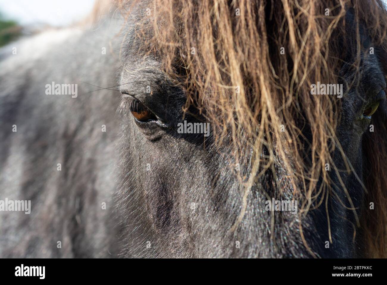 Horse eye and face close up Stock Photo