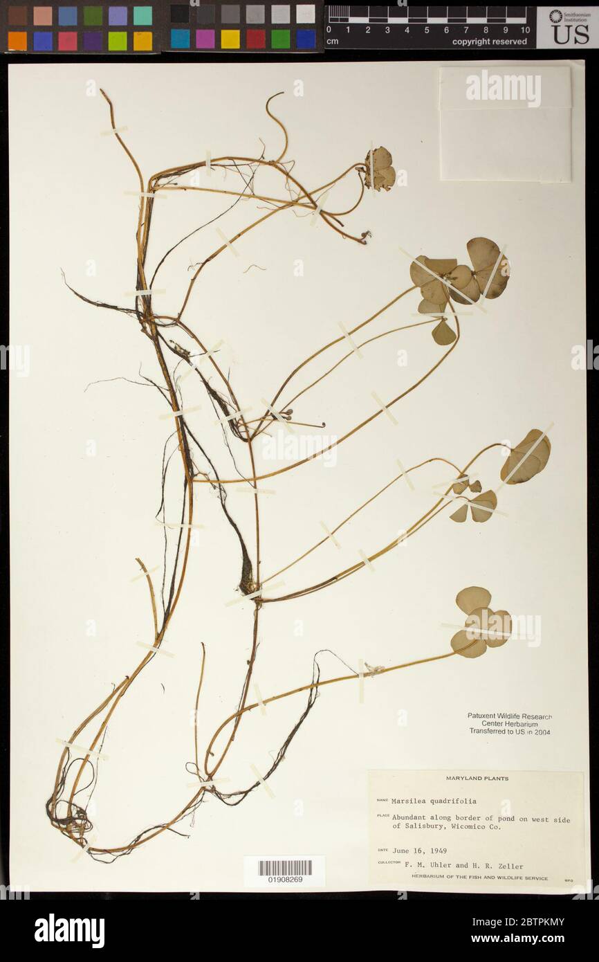 Marsilea quadrifolia L. Stock Photo