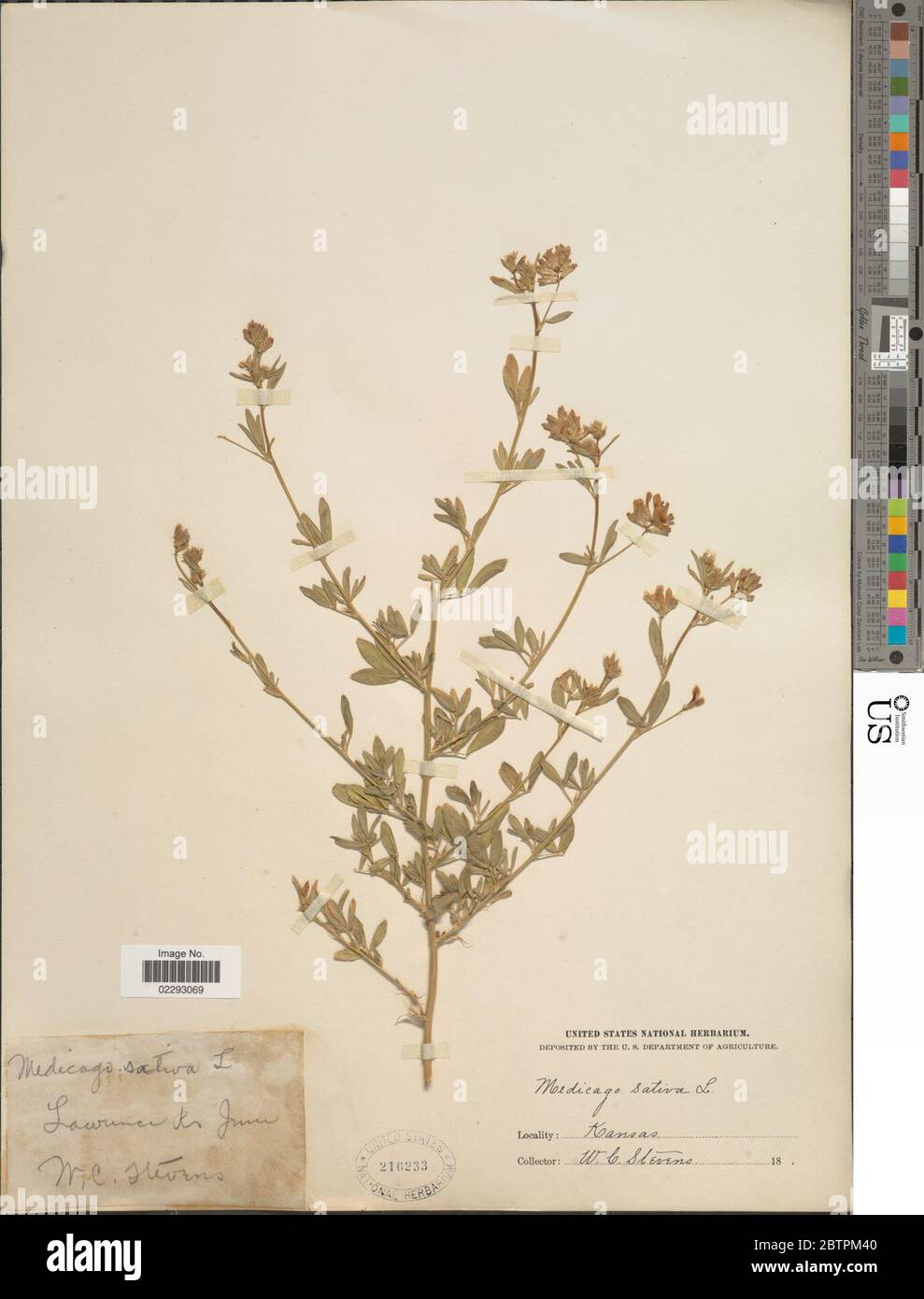 Medicago sativa L Stock Photo - Alamy