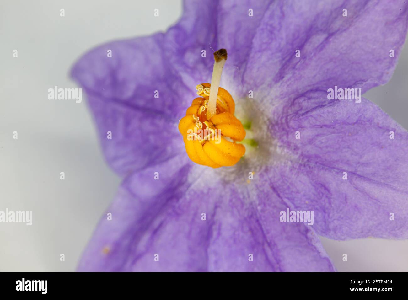 Solanum crispum 'Glasnevin' potato vine flower macro of single blossom Stock Photo
