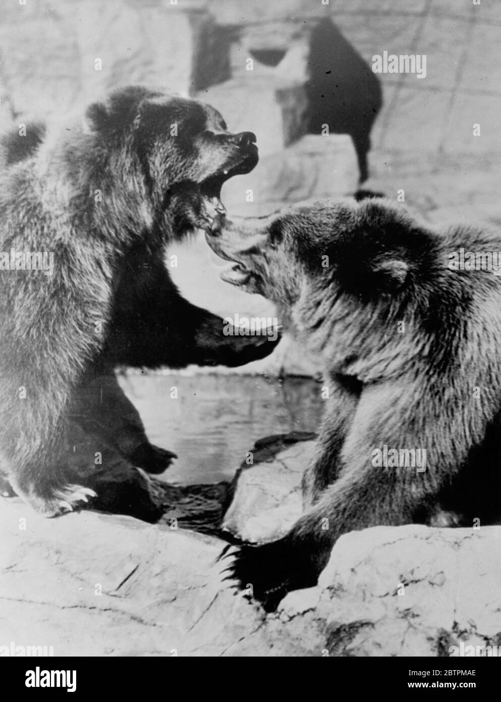 Discord among the bears . Two Kodiak bears have a noisy argument over the stone dinner table at the new Chicago Zoo , USA . 1936 Stock Photo