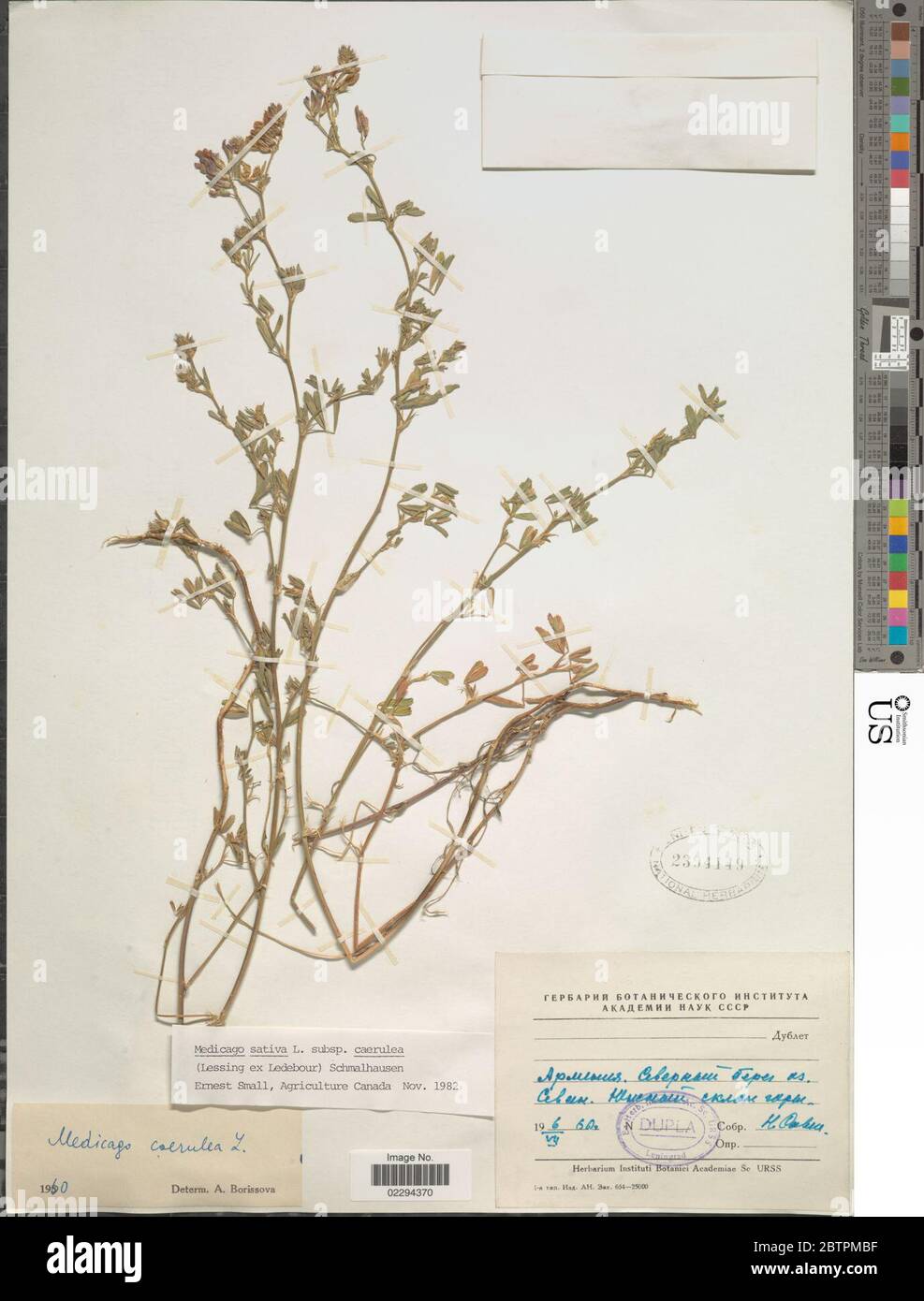 Medicago sativa subsp caerulea Ledeb Schmalh. Stock Photo
