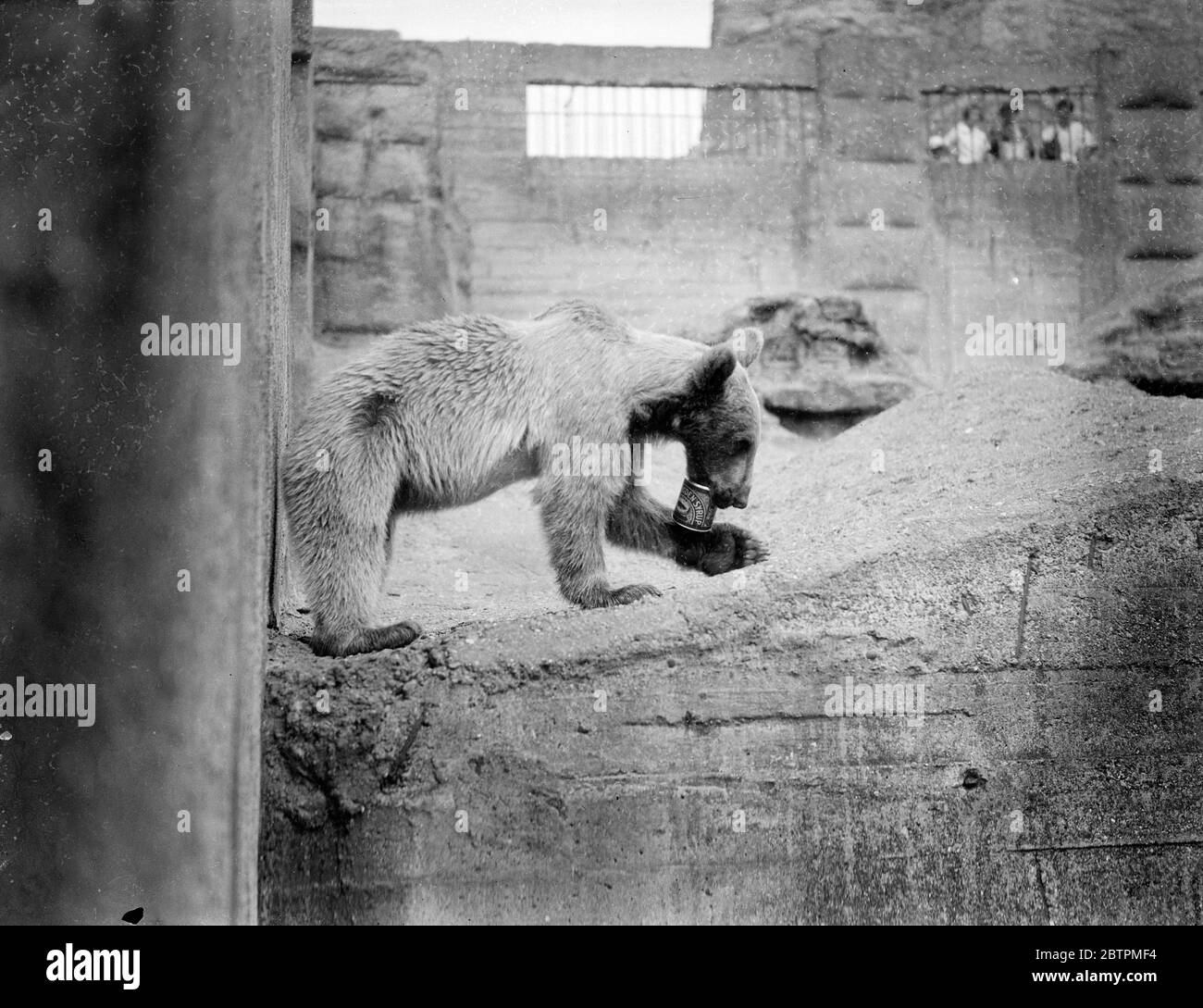Pickles in a pickle . Pickles , the Syrian bear has a great time at London Zoo playing with a tin of Syrup . 9 August 1935 Stock Photo