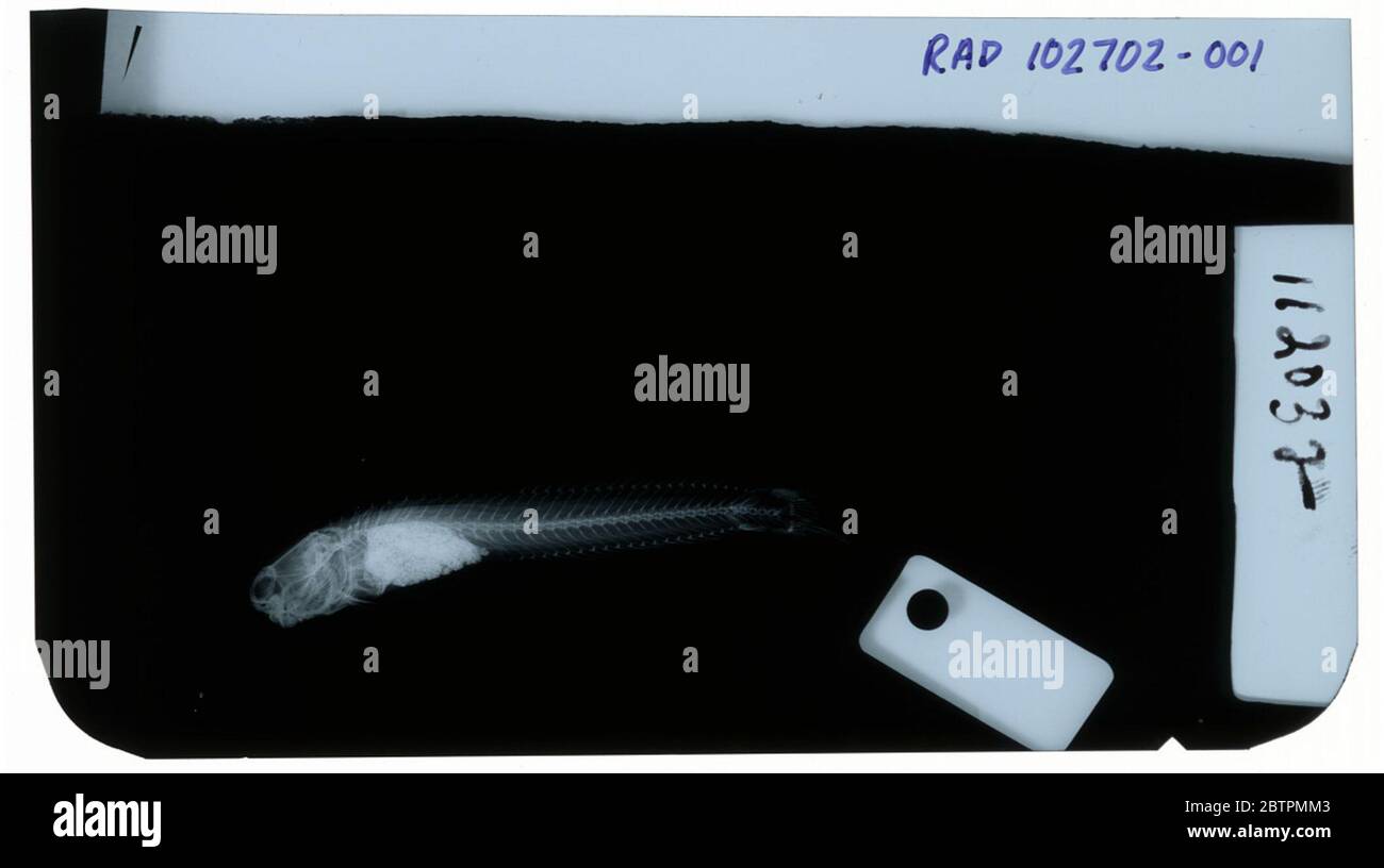 Salarias andamensis Day. Radiograph is of a neotype; The Smithsonian NMNH Division of Fishes uses the convention of maintaining the original species name for type specimens designated at the time of description. The currently accepted name for this species is Blenniella cyanostigma.12 Jun 20191 Stock Photo