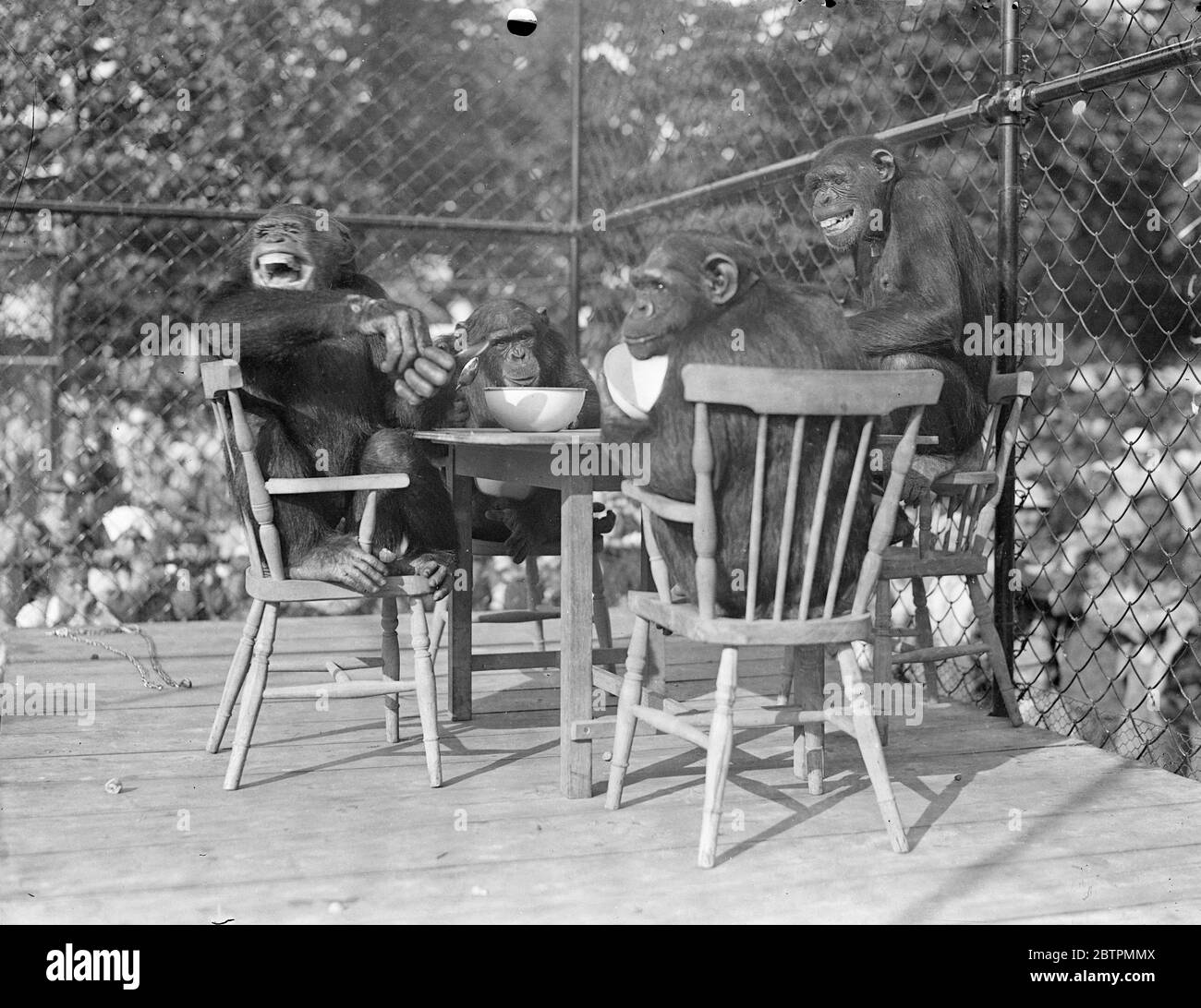 Spoons Are A Nuisance ! Photo shows : Chimpanzee noisily expresses his disaprooval of the service during the chimps ' tea party at the London Zoo . [ chimps sitting on chairs at a table , inside a cage ] 25 Aug 1936 Original caption from negative Stock Photo