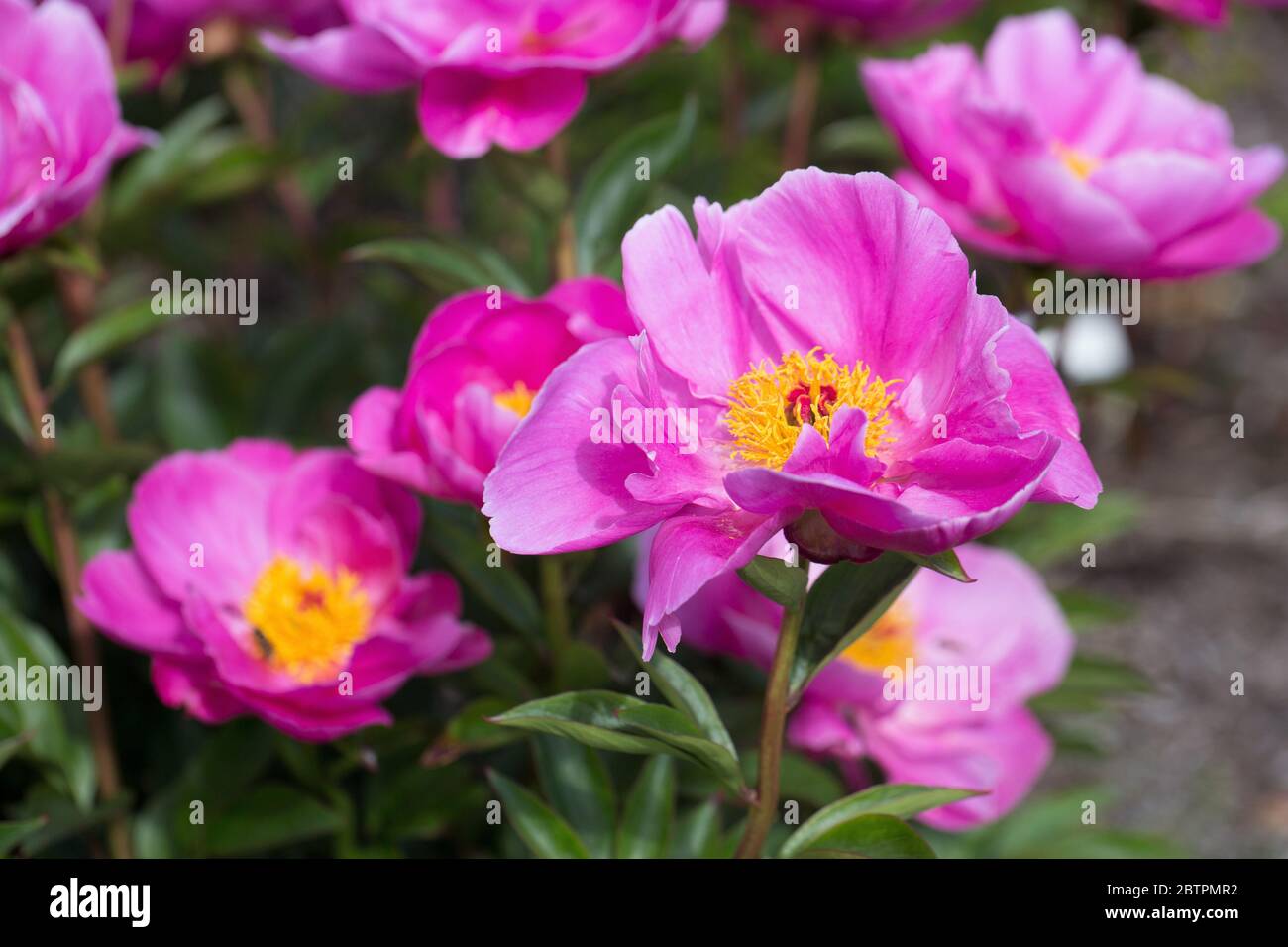 Peony color hi-res stock photography and images - Alamy