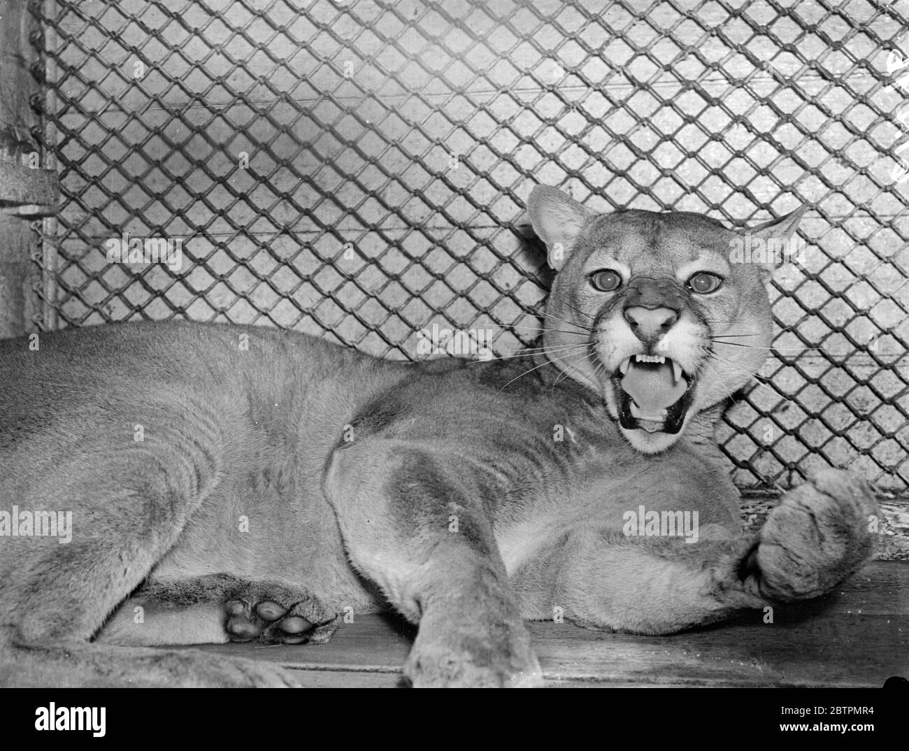 Patrick says . Pat says is ' good morning ' ! . Fangs barre in a snarl and baleful eyes glaring Patrick , the Brazilian puma warns of unwelcome visitors to his den in the North Manmal ' house at the London Zoo . 13 February 1937 Stock Photo