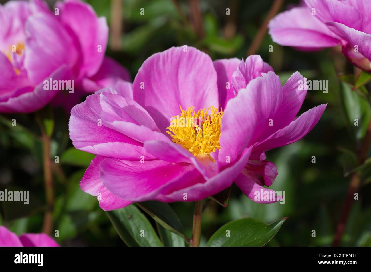 Peony 'color Stock Photo Alamy