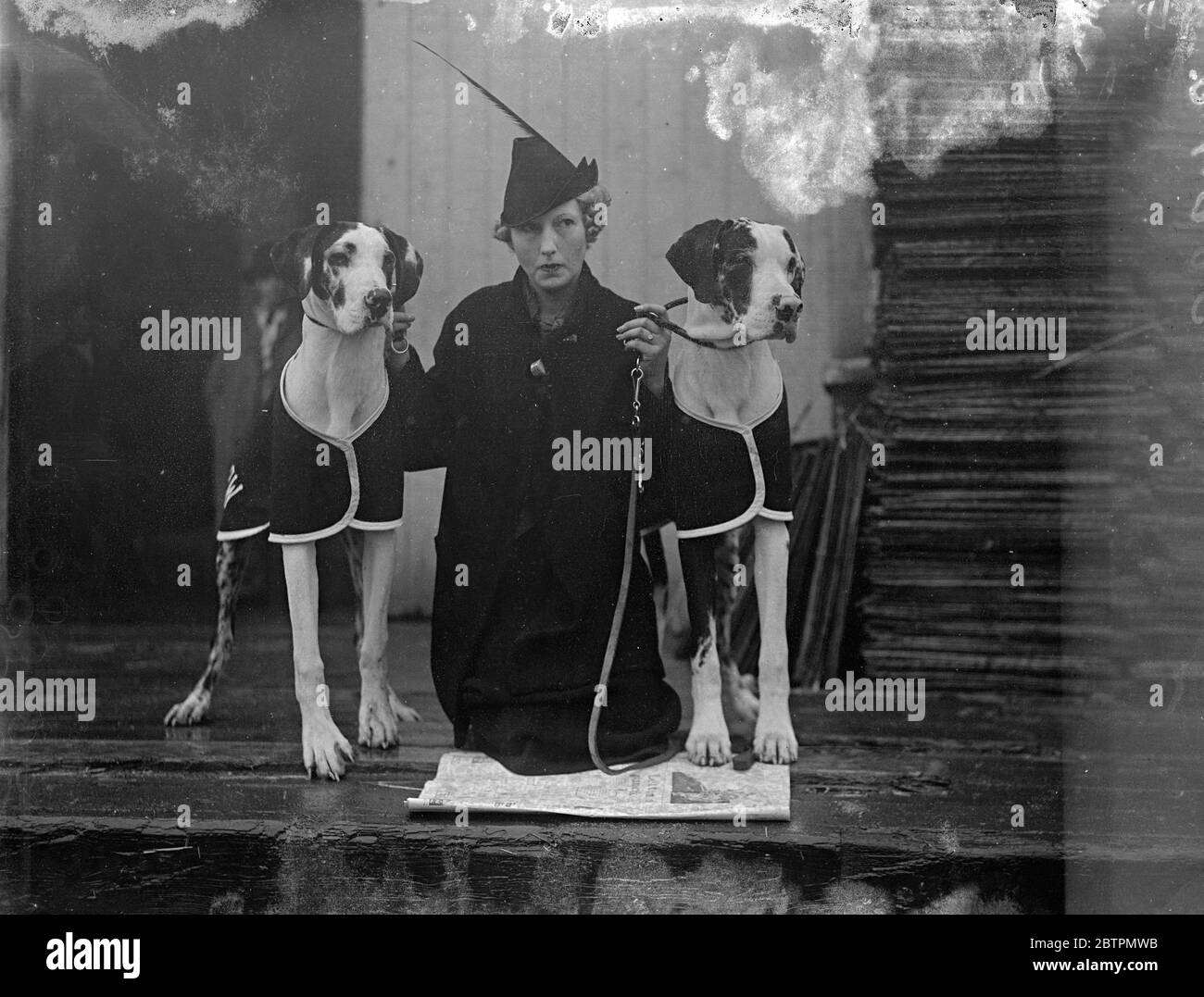 Overcoats at London Dog Show. The Metropolitan and Essex Canine Show is in progress at the Crystal Palace, London. Photo shows: Miss Wuidart with her over-coated Harlequin Great Danes. 5 November 1936 Stock Photo