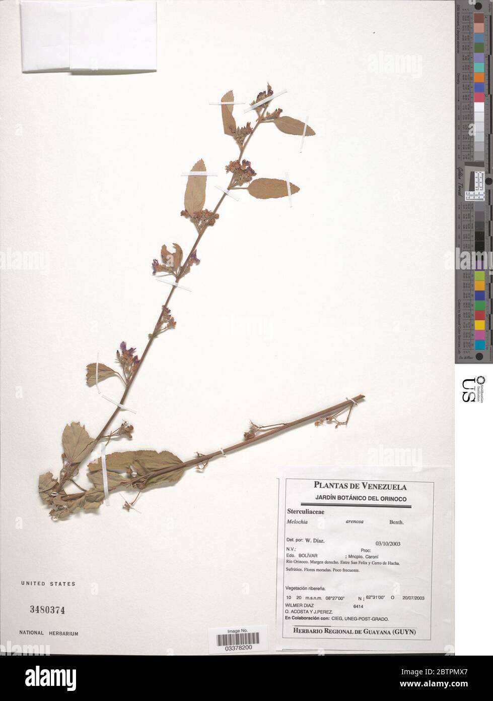 Melochia arenosa Benth. Stock Photo