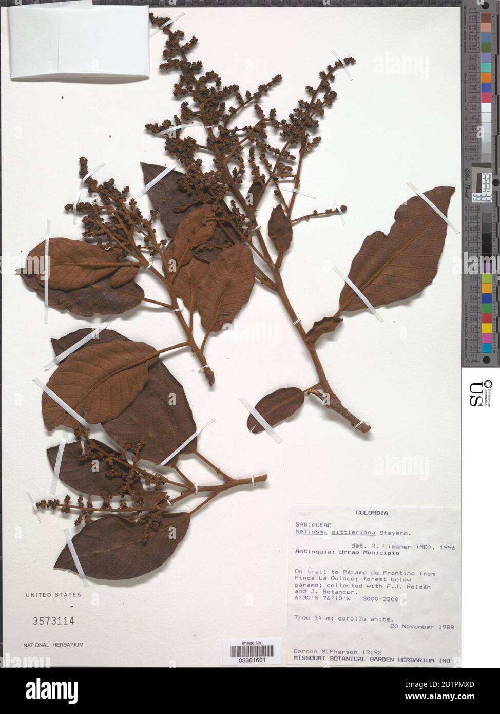 Meliosma pittieriana. Stock Photo