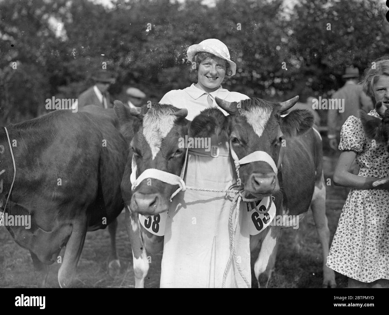 Henley Agricultural Show. The Henley-on-Thames Agricultural Show took place at Henley, Oxfordshire. Photo shows: Miss Joyce Cave, one of four sisters competing with entrants at the Show. [cows , calfs] 16 September 1936 Stock Photo