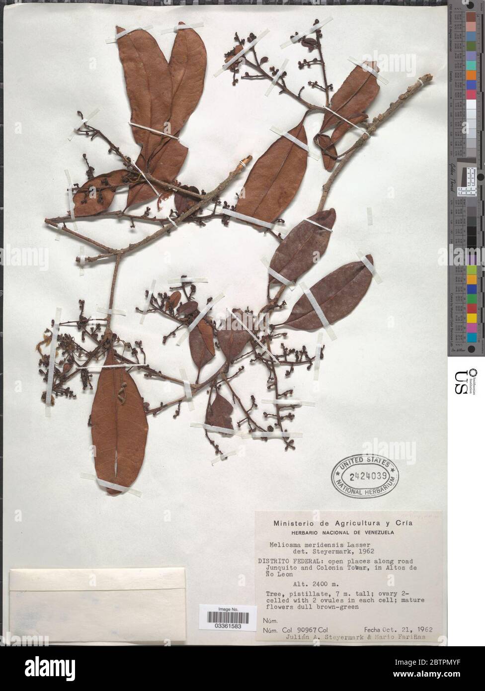 Meliosma meridensis Lasser. Stock Photo