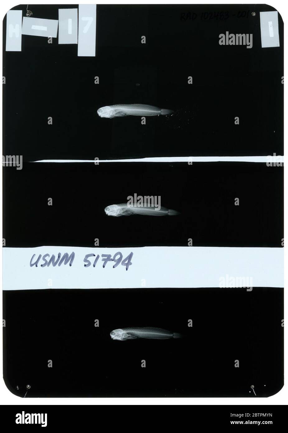 Salarias bryani Jordan Seale. Radiograph is of a holotype; The Smithsonian NMNH Division of Fishes uses the convention of maintaining the original species name for type specimens designated at the time of description. The currently accepted name for this species is Blenniella chrysospilos.24 Oct 20181 Stock Photo