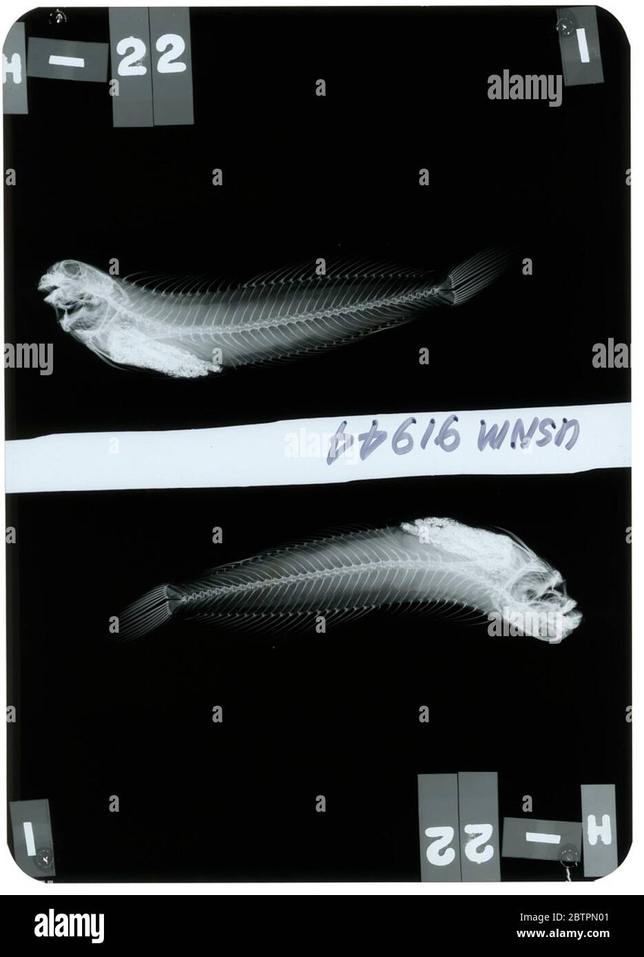 Salarias kellersi Fowler. Radiograph is of a holotype; The Smithsonian NMNH Division of Fishes uses the convention of maintaining the original species name for type specimens designated at the time of description. The currently accepted name for this species is Istiblennius bellus.24 Oct 20181 Stock Photo