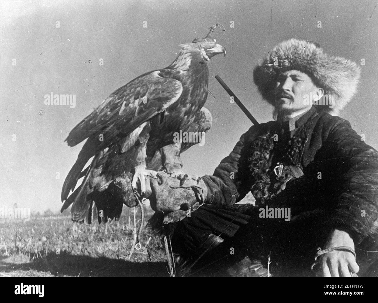 Feathered ferocity blinkered . Hunting foxes with Golden Eagle . In the mountainous state of Kazakstan , not far from the frontier of the Soviet Union and Western China , fox hunting is done with trained Golden Eagles , birds of prey which are among the fiercest and strongest on earth . These pictures are probaly the first ever made of this remarkable sport . The bird , wearing blinkers , waits patiently until the hunter sights an animal out of range of his gun . The blinkers are then removed , the eagle spreads his powerful wings and flies up into the air , until , having sighted his prey , h Stock Photo