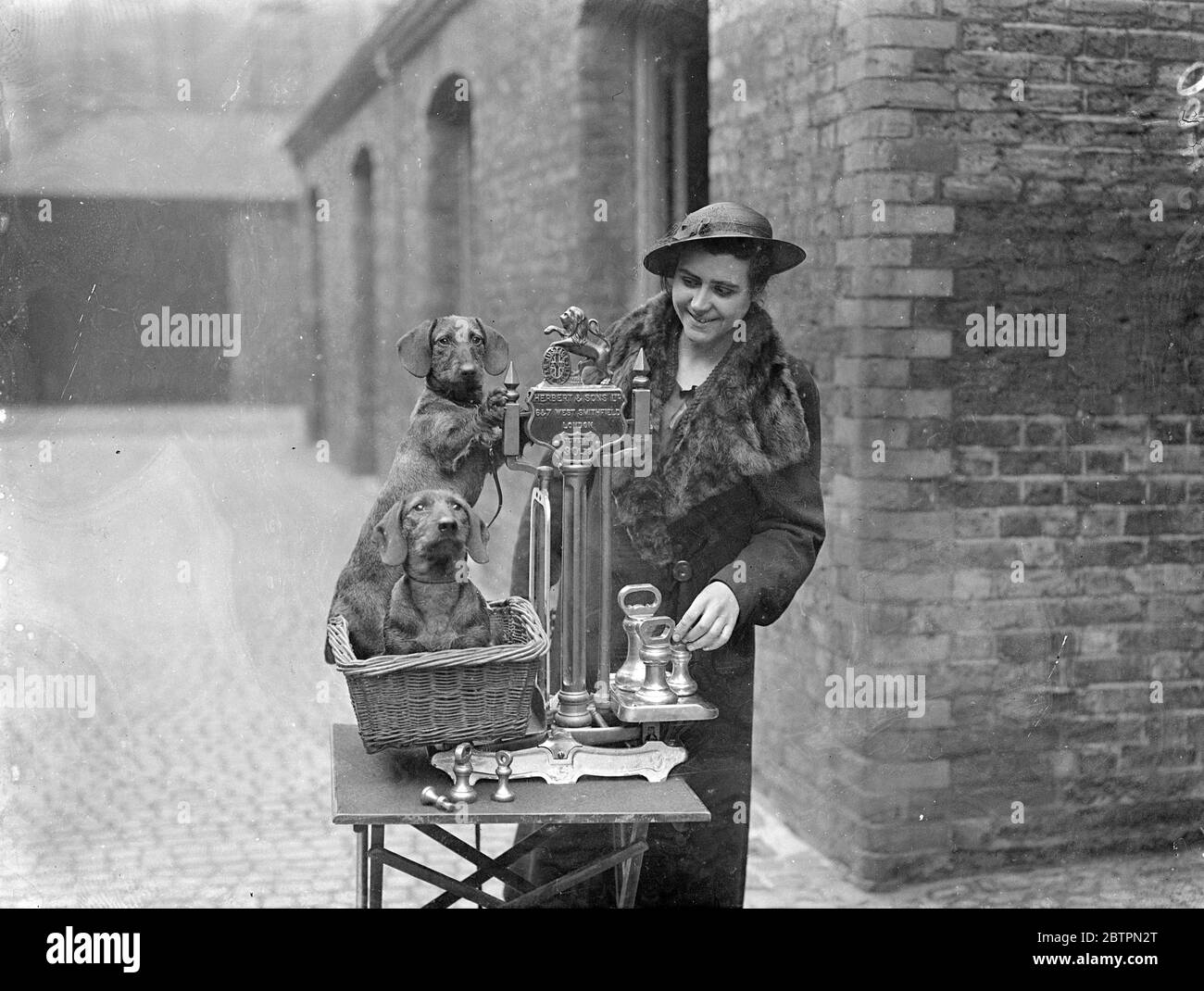 Weighing in at Dachshund show. The Dachshund championship show in progress at Tattersalls, Knightsbridge. Photo shows, Miss Dorothy Gocher of Waltham Cross weighing her puppies 'Konigsberg Frolic' (standing on scales) and 'Fruleh' (in basket). 14 April 1937 Stock Photo