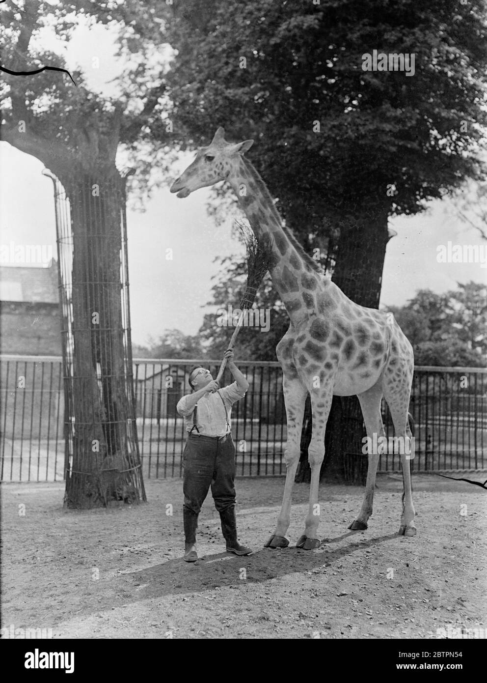 Getting in the neck. London zoo giraffe submitting with resignation to having its neck brushed by keeper with a long handled broom. 4 June 1937 Stock Photo
