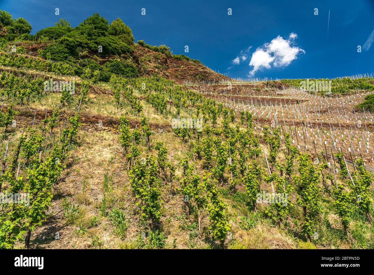Weinberg in Bremm an der Mosel , Rheinland-Pfalz, Deutschland  |  sloped vineyard near  Bremm, Rhineland-Palatinate, Germany Stock Photo