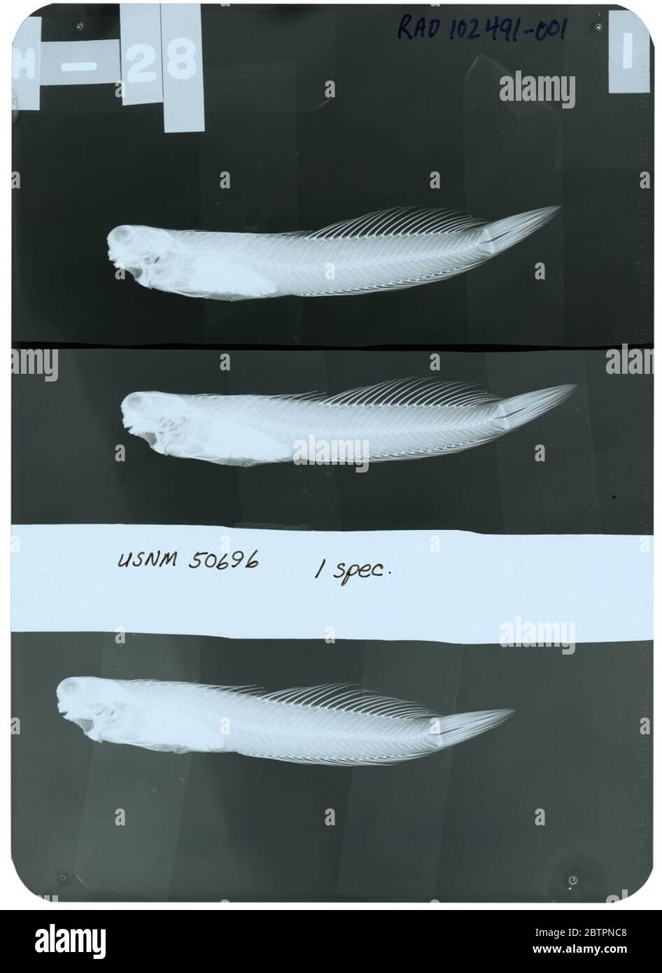 Salarias saltans Jenkins. Radiograph is of a holotype; The Smithsonian NMNH Division of Fishes uses the convention of maintaining the original species name for type specimens designated at the time of description. The currently accepted name for this species is Blenniella gibbifrons.24 Oct 20181 Stock Photo