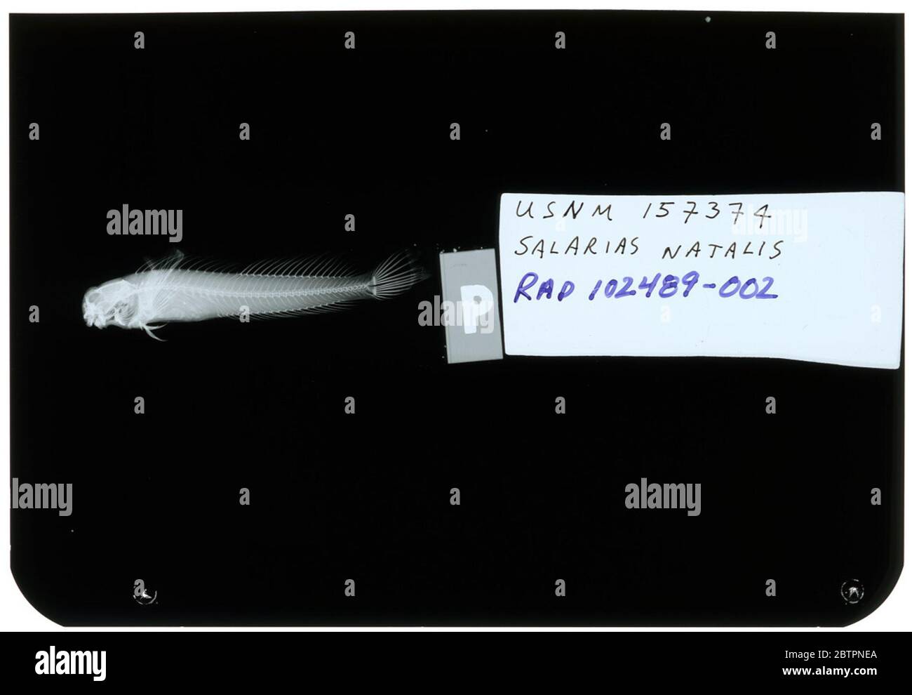 Salarias natalis Regan. Radiograph is of a syntype; The Smithsonian NMNH Division of Fishes uses the convention of maintaining the original species name for type specimens designated at the time of description. The currently accepted name for this species is Praealticus natalis.24 Oct 20182 Stock Photo