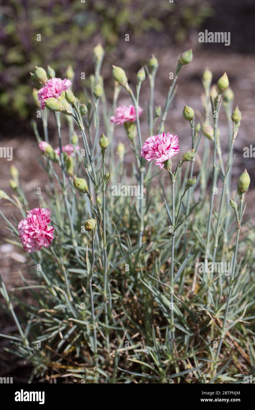 Dianthus 'Pinball Wizard' Stock Photo Alamy