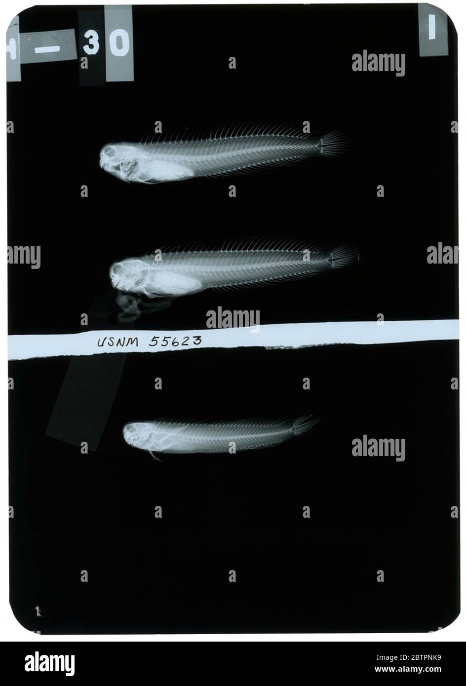 Salarias zamboangae Evermann Seale. Radiograph is of a holotype; The Smithsonian NMNH Division of Fishes uses the convention of maintaining the original species name for type specimens designated at the time of description. Stock Photo