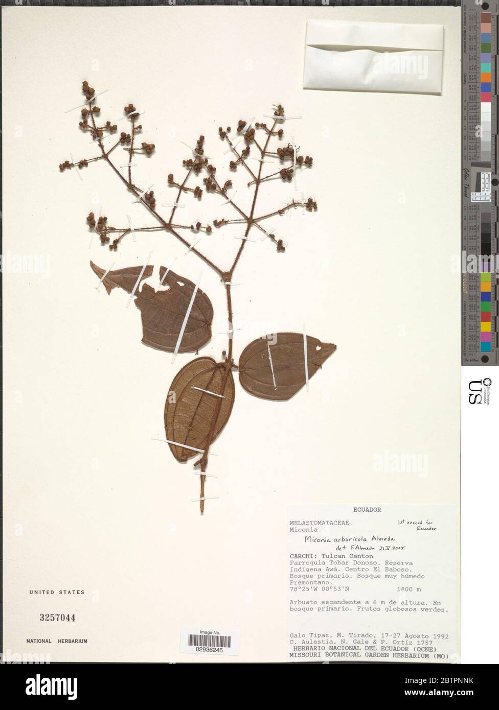 Miconia arboricola Almeda. Stock Photo