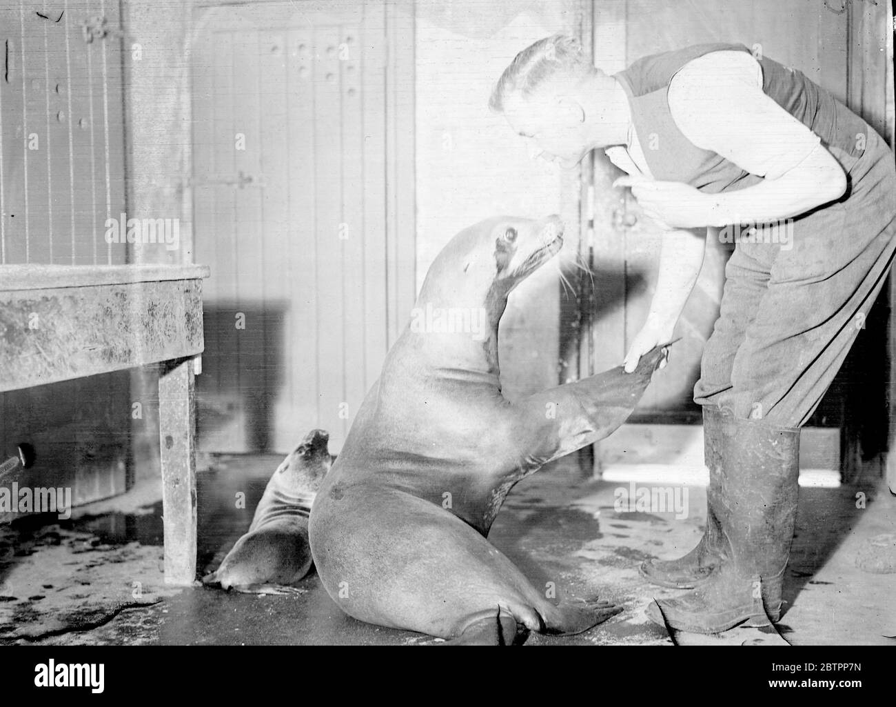 Friendly flipper. 'Bibby', the London Zoo sea lion, extends a friendly flipper to a keeper. On left is seen 'Bibby's' baby, 'Sue' 4 July 1938 Stock Photo