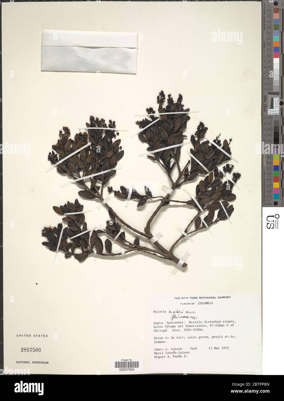 Miconia buxifolia Naudin. Stock Photo