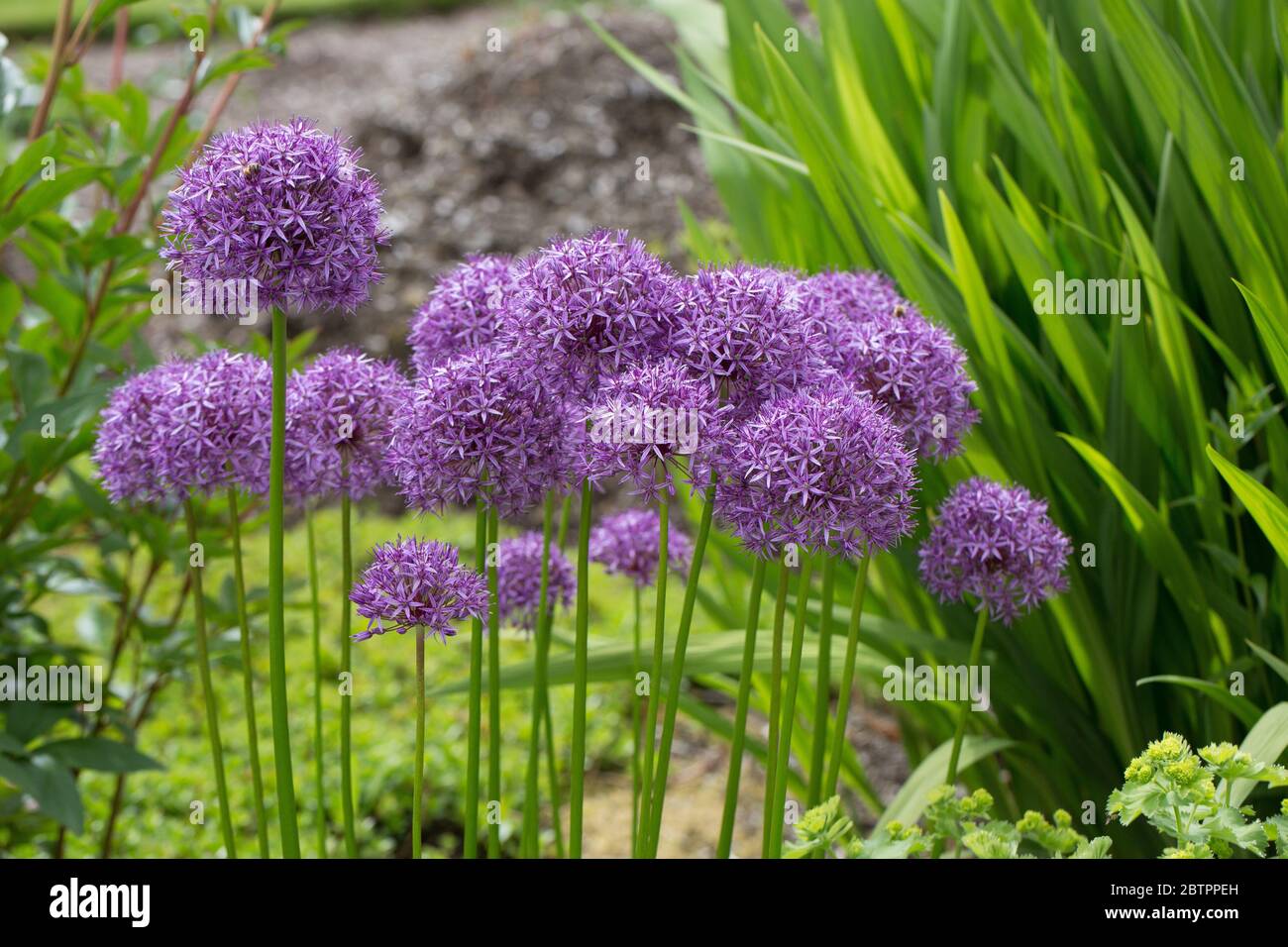 Allium 'Globemaster' Stock Photo Alamy
