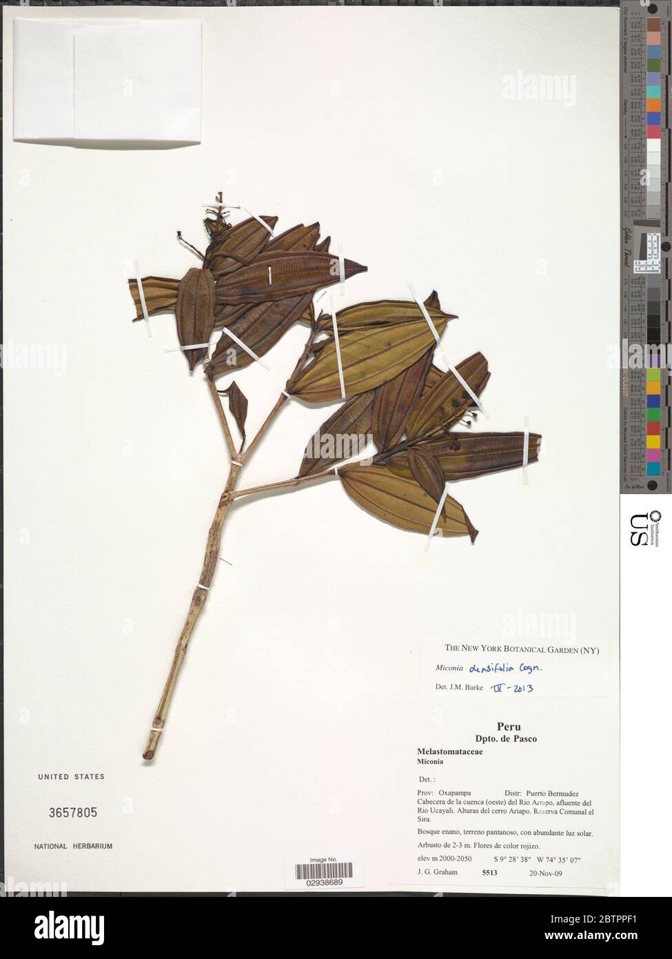 Miconia densifolia Cogn. Stock Photo