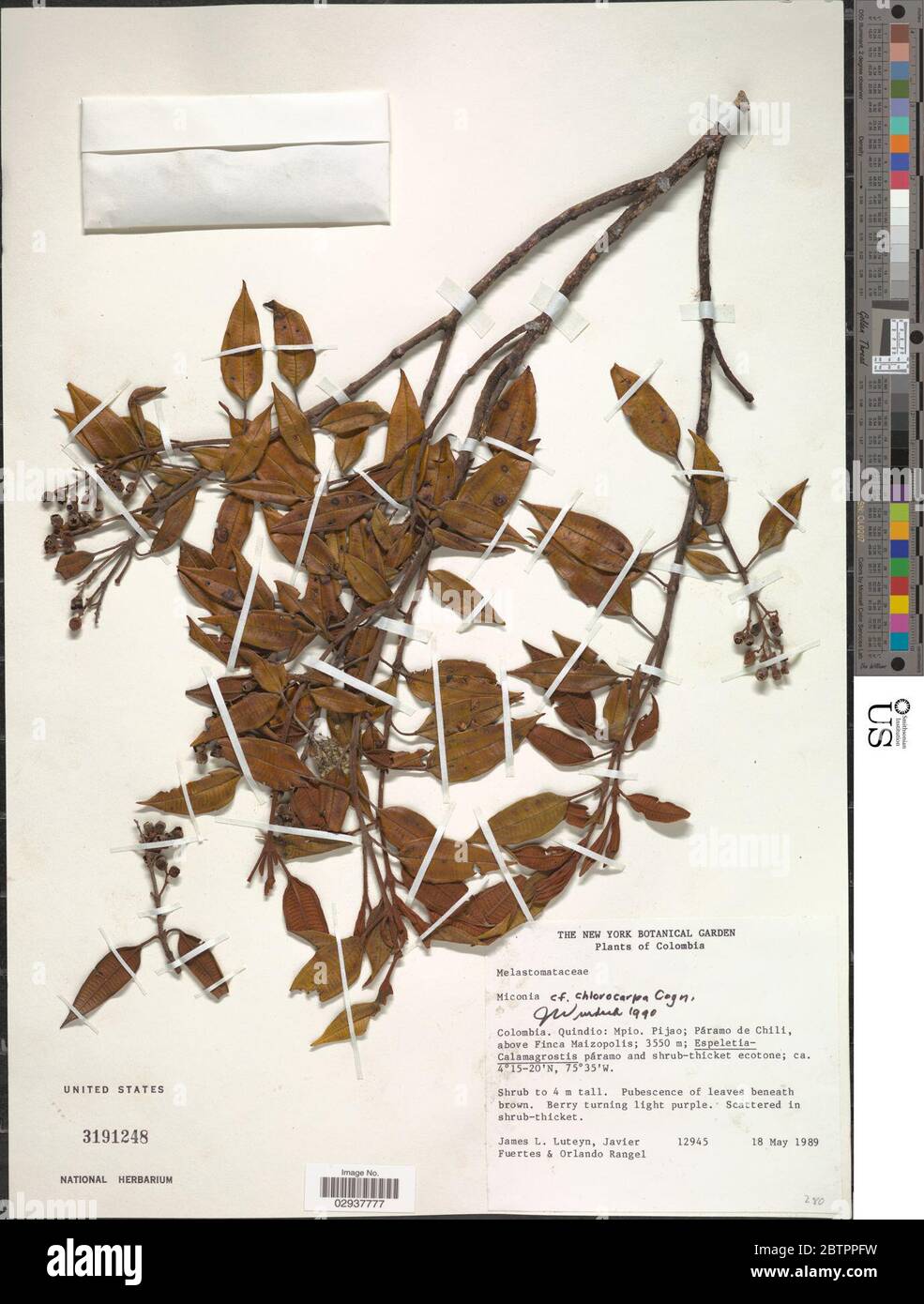 Chlorocarpa hi-res stock photography and images - Alamy