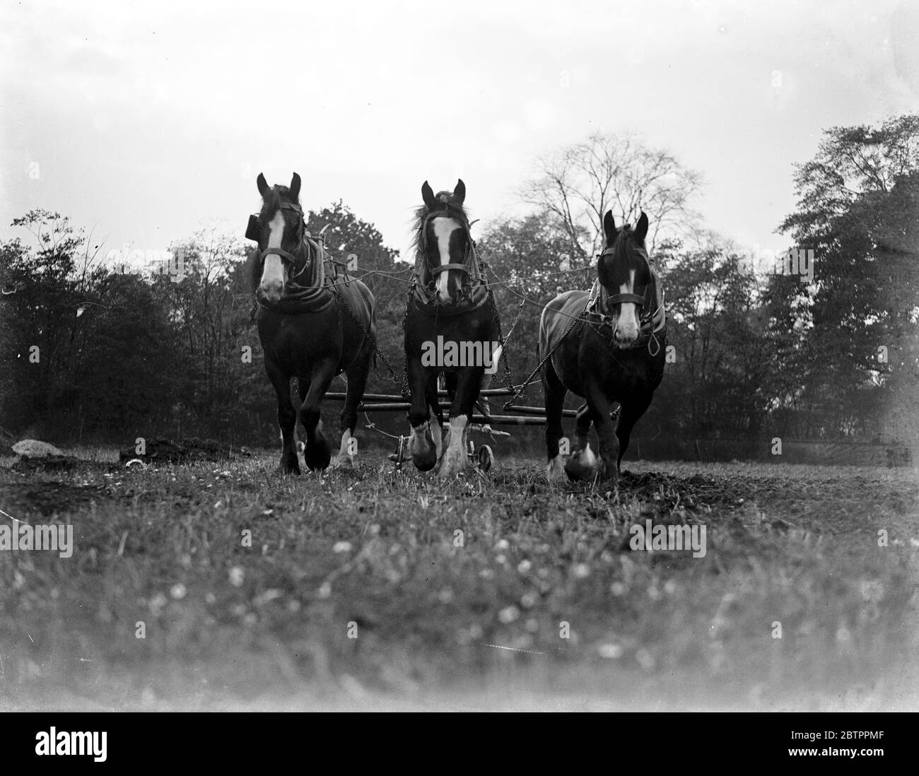 Ploughing with horses, furrowing. 1933 Stock Photo