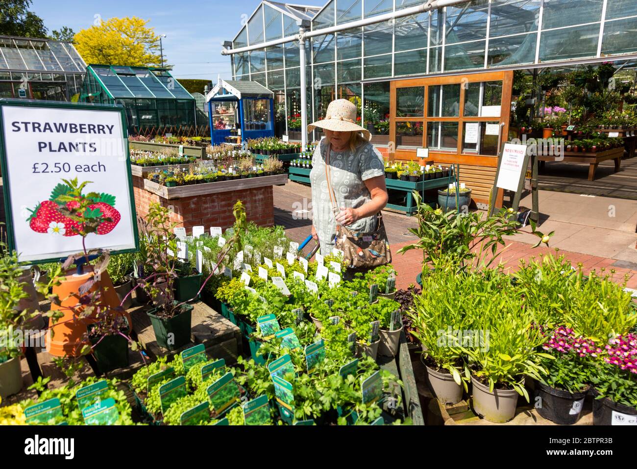 A woman browsing in a British garden centre outside display Stock Photo